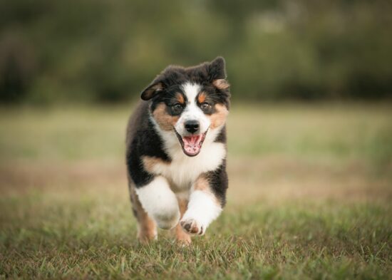 Veterinary products